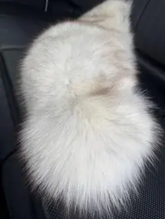 2025年最新】ミンク 毛皮 白の人気アイテム - メルカリ
