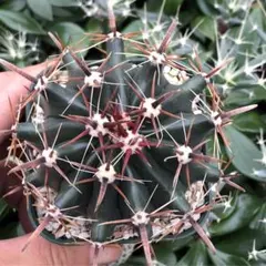 純黄刺 金冠竜 実生 鉢植えメルカリ便送料込み 純黄刺 金冠竜 実生 鉢植えメルカリ便発送( •ω- )☆