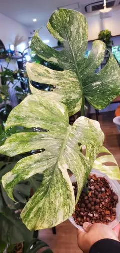 2026年最新】モンステラ グリーンスノーの人気アイテム - メルカリ