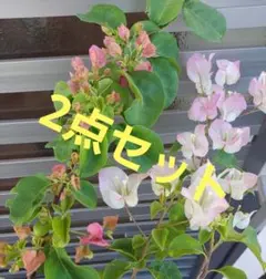 2025年最新】ブーゲンビリアホワイトの人気アイテム - メルカリ