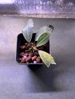 2025年最新】ブセファランドラ 斑入りの人気アイテム - メルカリ