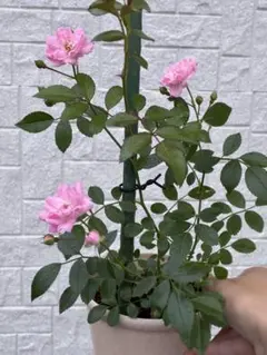 ミニバラ♡シュガー♡可愛いピンクの絞り咲き♡3号♡ポットごと宅急便