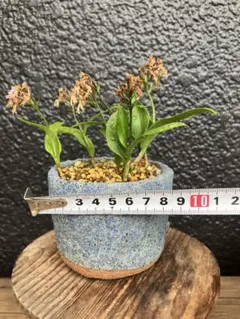 大岩千鳥 鉢植え6株程有り 鉢は信楽焼 - メルカリ
