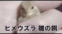 2026年最新】ヒメウズラ 餌の人気アイテム - メルカリ