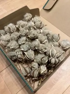 コットンフラワー　薄い緑色　枝付き　35個　綿花