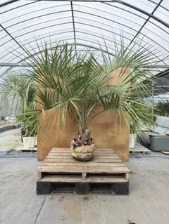 2025年最新】ココスヤシ シルバーリーフの人気アイテム - メルカリ