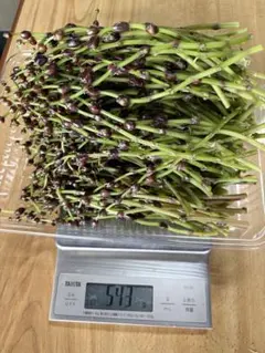 山菜 ミズの実 ミズのコブ 注文専用 新潟県産 採れたて新鮮発送 - メルカリ