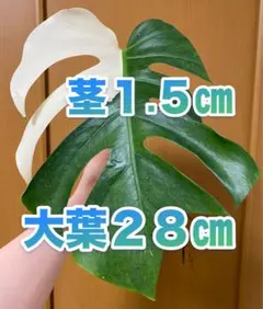 2026年最新】モンステラ ミントの人気アイテム - メルカリ