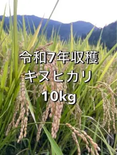 淡路島産キヌヒカリ20キロ - メルカリ