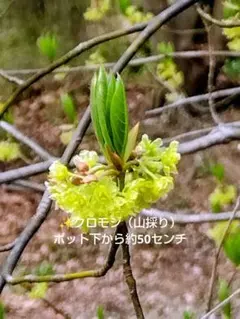 2026年最新】クロモジ 山採りの人気アイテム - メルカリ