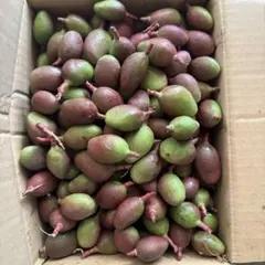 2026年最新】摘果マンゴーの人気アイテム - メルカリ