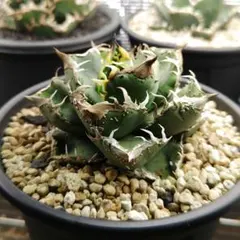アガベ Mesmerizing Spines-NB ブツブツ 毒刺（親株） - メルカリ