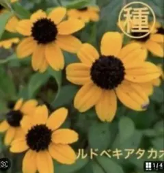 うさこ様 リクエスト 2点 まとめ商品