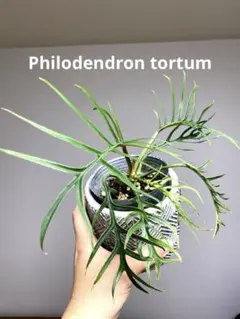 2025年最新】フィロデンドロントータムの人気アイテム - メルカリ
