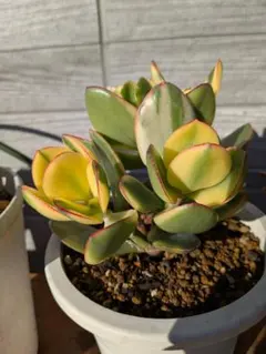 匿名発送❣️価格相談可様 リクエスト 2点 まとめ商品