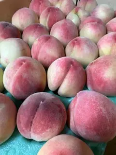 硬めの桃産地直送 新鮮な桃 詰め合わせ なつっこ10kg - メルカリ