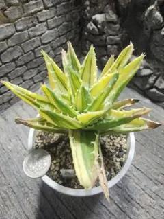 2025年最新】アロエ 不夜城の人気アイテム - メルカリ