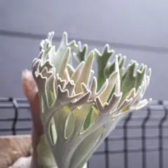 2026年最新】ビカク エルサの人気アイテム - メルカリ