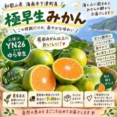 和歌山県産 希少品種♥️紫の梅‼️中玉サイズ 2kg みかんキング 家庭