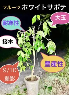 ホワイトサポテ 接木マクディル - メルカリ