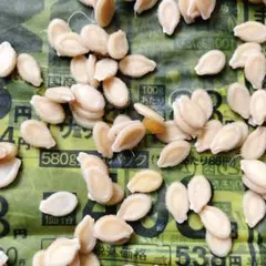 オクラ種15粒　冬瓜タネ15粒　トウガン　自家採種　収穫夏以降　農薬不使用 トウガン】沖縄冬瓜【中原採種場】（約30粒）野菜種[春まき] : Hana
