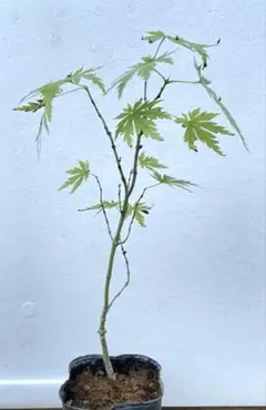 2025年最新】有明もみじの人気アイテム - メルカリ