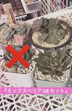 2026年最新】ミックスベリア 円の人気アイテム - メルカリ