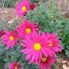 まりこ様専用です