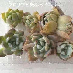 2026年最新】エボニー×プロリフェラの人気アイテム - メルカリ
