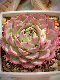 多肉植物 エケベリア 実生苗 (ヒアリナ✕エンシノ)✕ラウリンゼ 抜き苗