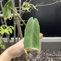 【セール】アンスリウム　ワロクアーナム　No.003　鉢、送料込　メルカリ便 セール】アンスリウム ワロクアーナム No.003 鉢、送料込