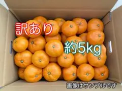 リ*ト様 訳あり　青島温州みかん　約5kg箱込み 静岡県産　家庭用　農家直送　0