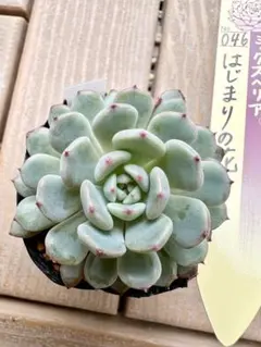 2026年最新】おらいさん苗 ミックスベリアの人気アイテム - メルカリ