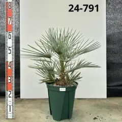 【現品】チャメロプス・フミリス　９号　HY 楽天市場】チャメロプスの通販