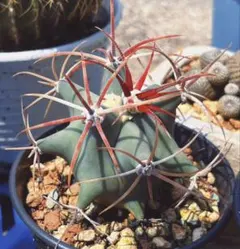 2026年最新】金冠竜の人気アイテム - メルカリ