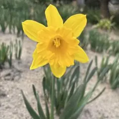 さくら様専用　ラッパ水仙　黄色　大輪　球根4球　26日購入予定