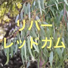 kuromame様 リクエスト 2点 まとめ商品