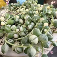 【匿名配送】多肉植物♡斑入りグリーンネックレス【カット苗】