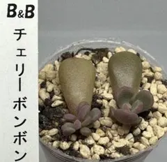 ❤️専用❤️★E ぼのぼのさん苗❤️チェリーボンボン❤️抜き苗♪  ✨メルカリ便✨札なし