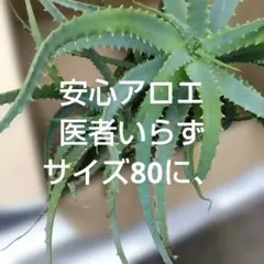 安心アロエ（医者いらす）サイズ80に、のサムネイル