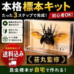 2026年最新】標本セット(キット)の人気アイテム - メルカリ
