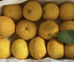 日本人様専用です♪柚子　一才柚子　約2キロ　発送　12／14