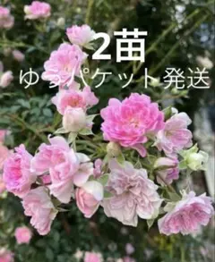 Mama★様 リクエスト 2点 まとめ商品