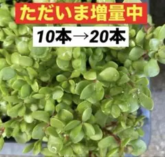 紅稚児　多肉植物　カット苗　20カットのサムネイル