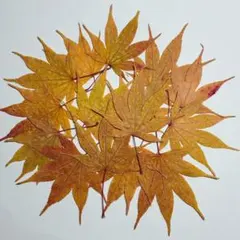 Item thumbnail for item 7b2eec0c-451a-4ba2-8fa8-924f44aaa7bb