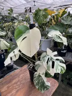 ACAP様 リクエスト 5点 まとめ商品