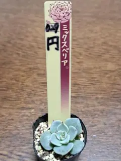 2025年最新】ミックスベリアの人気アイテム - メルカリ