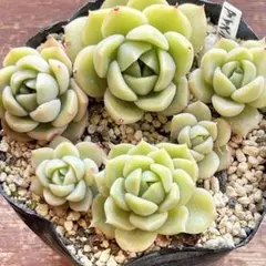 リナリア様 リクエスト 3点 まとめ商品