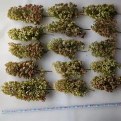 柏葉アジサイドライフラワー 15本セット 花房35cm~25cmのサムネイル