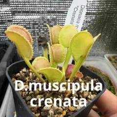 2026年最新】Dionaea muscipulaの人気アイテム - メルカリ